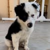 🐼 Panda sucht sein Für-immer-Zuhause 🐾❤