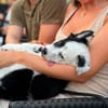 🐼 Panda sucht sein Für-immer-Zuhause 🐾❤