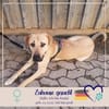 Ronja - sucht hundeerfahrene Menschen die mich anleiten
