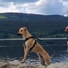 Ronja - sucht hundeerfahrene Menschen die mich anleiten