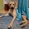 Ronja - sucht hundeerfahrene Menschen die mich anleiten
