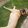 Ronja - sucht hundeerfahrene Menschen die mich anleiten