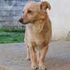Romy -sucht Menschen mit Herz und Geduld