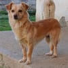 Romy -sucht Menschen mit Herz und Geduld