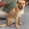 Ruby die anhängliche liebe Pinschermixdame / 82284