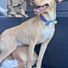 Ruby die anhängliche liebe Pinschermixdame / 82284