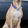 Ruby die anhängliche liebe Pinschermixdame / 82284