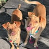 Ruby die anhängliche liebe Pinschermixdame / 82284