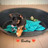 Bandley, ein süßes Fröschle