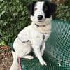 Grace im Tierheim Sulzbach