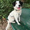 Grace im Tierheim Sulzbach
