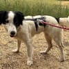 Grace im Tierheim Sulzbach
