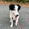 Grace im Tierheim Sulzbach