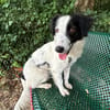 Grace im Tierheim Sulzbach