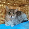 POLLY QCT