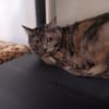 CHLOE