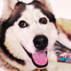 Demyan - lustiger Huskymix sucht zu Hause