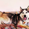 Demyan - lustiger Huskymix sucht zu Hause