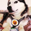 Demyan - lustiger Huskymix sucht zu Hause