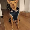 Gerardo - sucht ein neues Zuhause