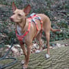 Gerardo - sucht ein neues Zuhause