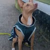 Gerardo - sucht ein neues Zuhause