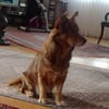 Armani sucht dringend ein neues Zuhause