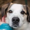 CASPER  Ein lieber Rüde auf der Suche nach seinem Platz