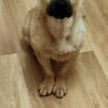 Nacho, ein süßer Rüde sucht eine Familie