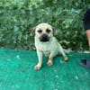 Nacho, ein süßer Rüde sucht eine Familie