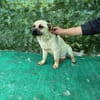 Nacho, ein süßer Rüde sucht eine Familie
