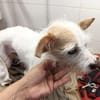 Blanka💕sehr liebe und entspannte Hündin