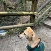 Mila - liebevolles Körbchen gesucht