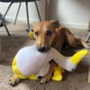 Mila - liebevolles Körbchen gesucht