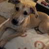 Mila - liebevolles Körbchen gesucht