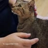 VITO - Sonnenschein auf 4 Samtpfoten