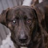 MERLIN  Ein treuer Herzenshund wartet schon viel zu lange