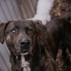MERLIN  Ein treuer Herzenshund wartet schon viel zu lange