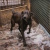 MERLIN  Ein treuer Herzenshund wartet schon viel zu lange