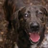 MERLIN  Ein treuer Herzenshund wartet schon viel zu lange