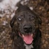 MERLIN  Ein treuer Herzenshund wartet schon viel zu lange