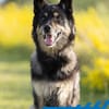 Bruce - souveräne Kuschler gesucht