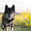 Bruce - souveräne Kuschler gesucht