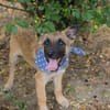 Cashew - Malinois-Mix-Jungs suchen ihre Menschen