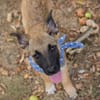 Cashew - Malinois-Mix-Jungs suchen ihre Menschen