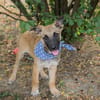 Cashew - Malinois-Mix-Jungs suchen ihre Menschen