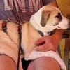 PENNI ° freundliche, anhängliche und sanfte junge Hundedame