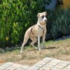 PENNI ° freundliche, anhängliche und sanfte junge Hundedame
