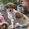 Frieda💕liebe und freundliche junge Hündin
