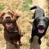 Isar sucht ein Zuhause